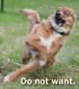 Thumbnail of do-not-want-dog.jpg