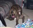 Thumbnail of dogbitesnuts.jpg
