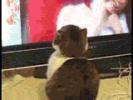 Thumbnail of gatcifhj1.gif