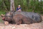 Thumbnail of giantpig.jpg
